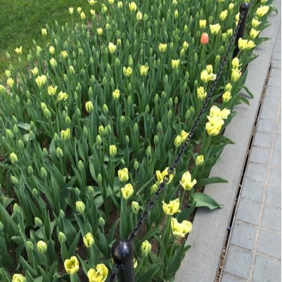 Robert Davenport, Tanky 🏴🍉