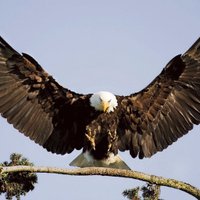 Deplorable Ru Traver