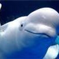 プロテストソング抵抗歌普及イルカ