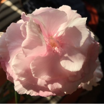 Calin A. 🇪🇺 #Rezist 🇱🇧 #Rock #GrazieSilvio