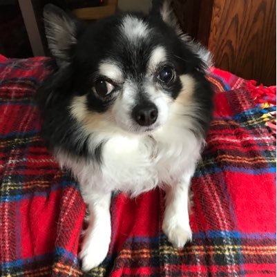 ささちゃんハイ