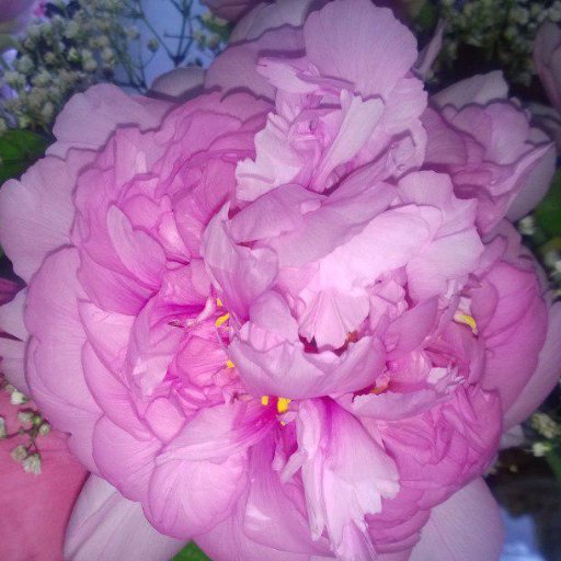 Peonia40🇮🇹🇮🇹🇮🇹