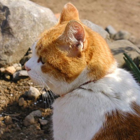 tadamame＠積読女王