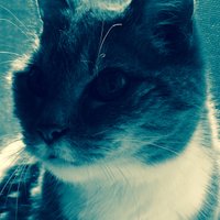 Bluewave Cat 🇺🇸 🦅 🇺🇦