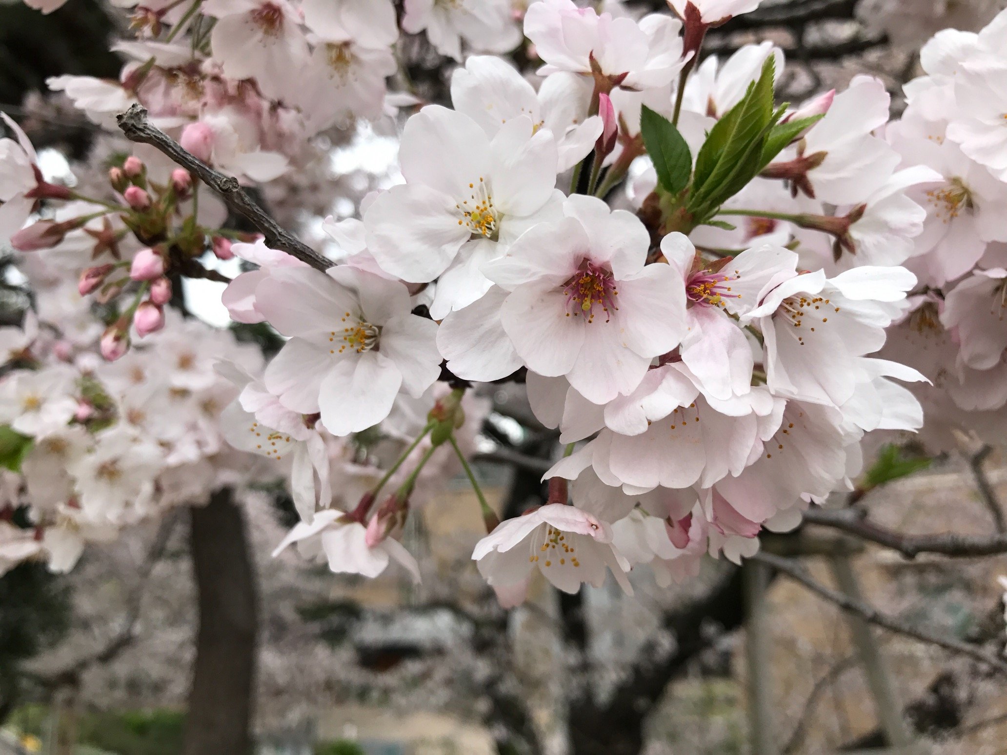 Kuniko Suzuki     鈴木くにこ