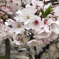 Kuniko Suzuki     鈴木くにこ