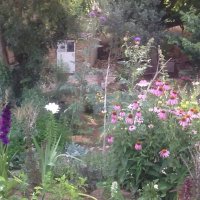 Catherine Lysistrata