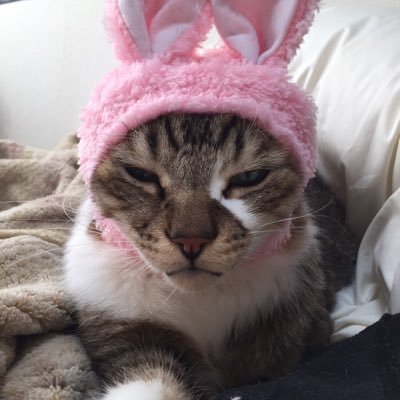 コウ@猫好きスニヲタ