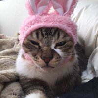 コウ@猫好きスニヲタ