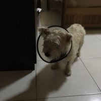 Michelle Liew Author Poet Teacher