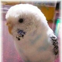 ペペロンチーノン