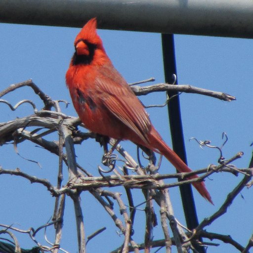 Viking Ö 🇨🇦🇸🇪🇩🇰🇪🇸