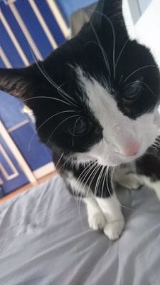 💯 purrcent pure love (less anxious now)