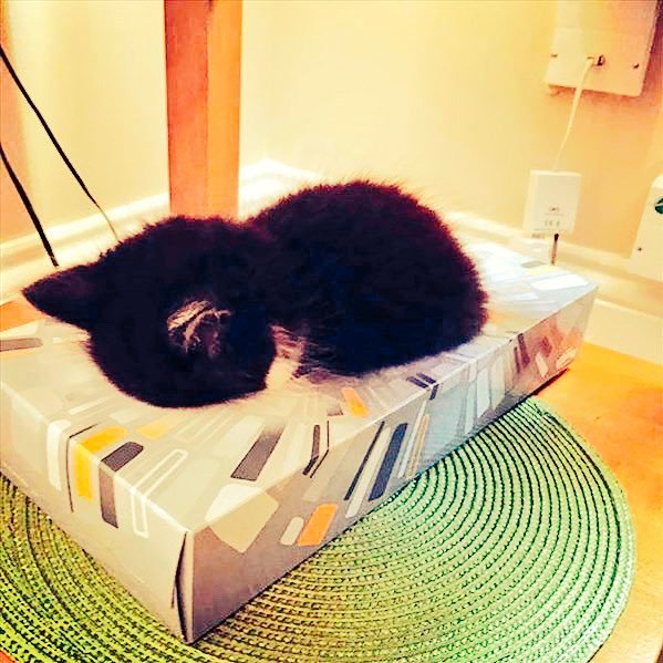 𝚂𝚊𝚛𝚒𝚎 𓃠꙳ 𓇬 ☽ やっぱり猫がすき