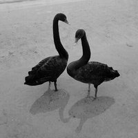 Bożena Antonina Niem