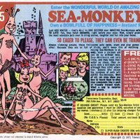 Sea Monkey