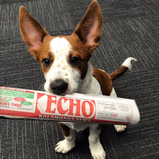 Echo Newspaper