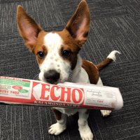 Echo Newspaper