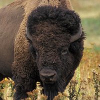 Bison Small Business Solutions
