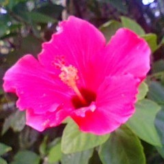 あるいはアイル Ayr Aruiwa