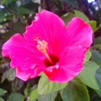 あるいはアイル Ayr Aruiwa