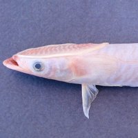 🇪🇸 RemoraMorada 🇪🇸