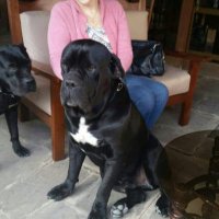 Susana Bozzo Rotondo