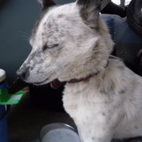 石渡鈑金塗装所