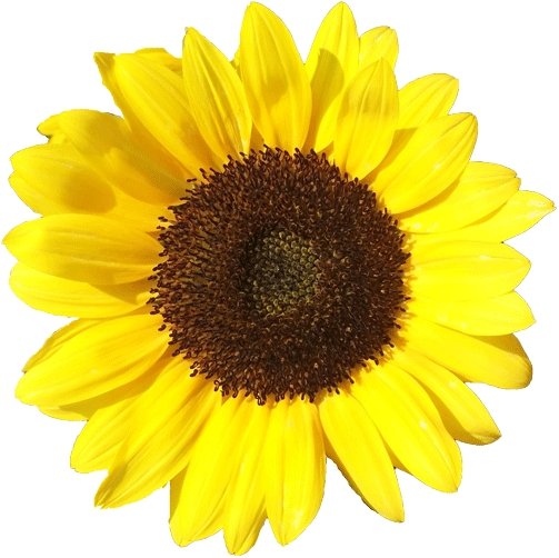 濱岡稔＠六月のイカロス