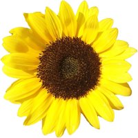 濱岡稔＠六月のイカロス