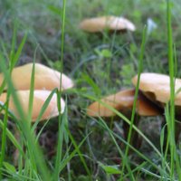 sue#NHSLove💙💙💙#FBNHS suesuezep.bsky.social