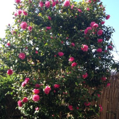 HLC💙🇺🇦🇪🇺#FBPE #FBPA #RejoinEU #SayNoToRacism