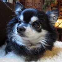 豆本COMPASS 4/19 (日)I・DoII West43参加