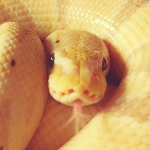 バナナ@バナナの家