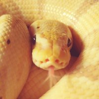 バナナ@バナナの家