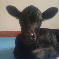 Ⓐ ★ Barry Horne ★ Ⓥ