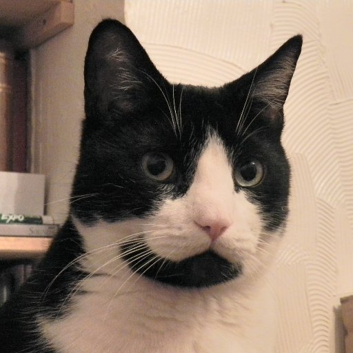 Catmando🇨🇦🇦🇶🇳🇴