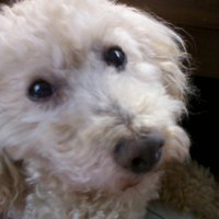 コリー・ファルコン・スコット