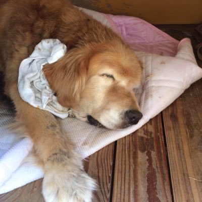 Ken(犬)究者@PI&JK