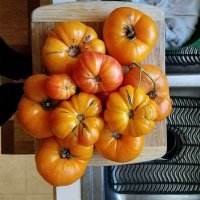 Storey's in the Dirt