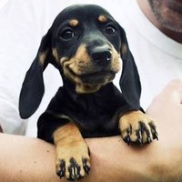 Rolly Dachshund