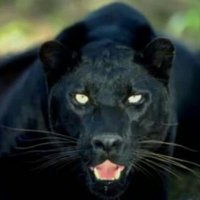 Carlos Amarras 🇪🇸