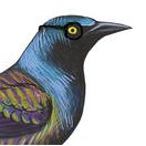 Grackle, Escaped. 20 inch wingspan. 🐦