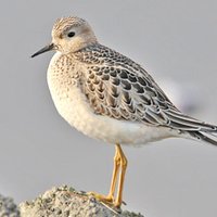 Los Angeles County RBA