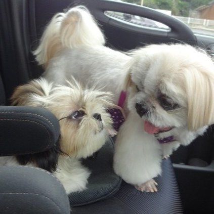 シーズー☆べるたん＆キラたん☆兄妹でお喋りワンコ♪