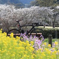 キーボー@BRM321近畿600km高松うどん