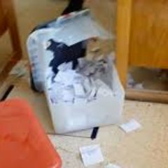 L'Urne_Cassée🇧🇪 🇨🇭 Wallis in fendant we trust.