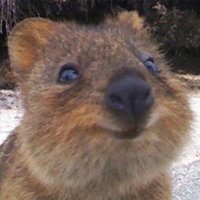 もらい泣きのクマ科(たかたか)