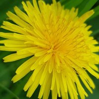 Dandelion Appreciation Society