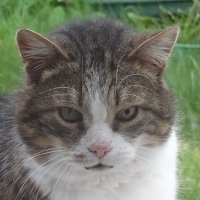 Diab0l029BZH🍀🐢